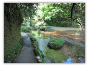 Yamanaka skogen